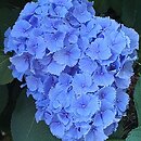 Hydrangea macrophylla Coquin