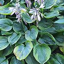 Hosta Dust Devil