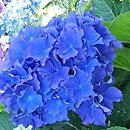 Hydrangea macrophylla Fripon