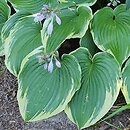 Hosta Memories of Dorothy