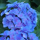Hydrangea macrophylla Mirage