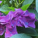 Hydrangea macrophylla Frisbee Hot Pink