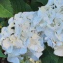 Hydrangea macrophylla Vanilla Sky