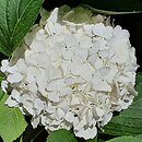 Hydrangea macrophylla Câline