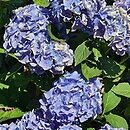 Hydrangea macrophylla Lanzelot