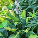 Hosta Gypsy Rose