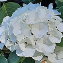 Hydrangea macrophylla Hbabia
