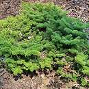 Abies alba Havel HB