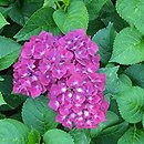 Hydrangea macrophylla HBAspred