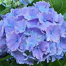 Hydrangea macrophylla Tosca