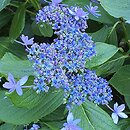 Hydrangea macrophylla Izu-No-Hana