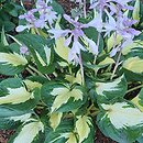 Hosta Eternal Flame