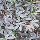 Acer palmatum Emperor 1