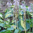 Hosta Fortunei Hyacinthina