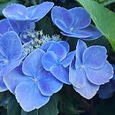 Hydrangea macrophylla Sugar Baby