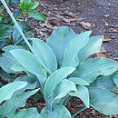 Hosta Krossa Regal