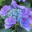 Hydrangea macrophylla Gimpel