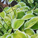 Hosta American Dream