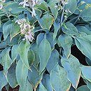 Hosta Blue Wedgwood