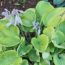 Hosta Green Wedge