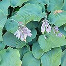 Hosta Azure Snow