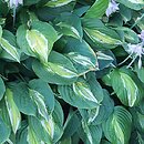 Hosta Snake Eyes