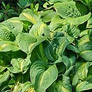 Hosta Emerald Charger