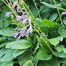 Hosta clausa var. stolonifera