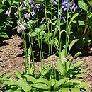Hosta ×sieboldii (funkia białobrzega)