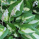 Hosta Ann Kulpa