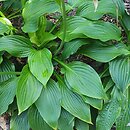 Hosta longipes (funkia długoszypułkowa)