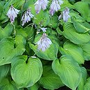 Hosta Midwest Magic