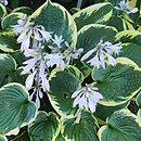 Hosta Twilight