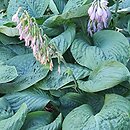 Hosta Blue Umbrellas