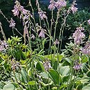 Hosta Regal Splendor