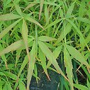 Acer palmatum Koto-no-ito