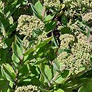 Sedum hort. Pool Party