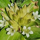Gentiana tibetica (goryczka tybetańska)