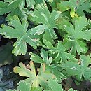Geranium macrorrhizum Variegatum