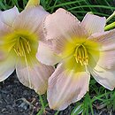 Hemerocallis ×hybrida Catherine Woodberry