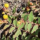 Hypericum ×moserianum Tricolor