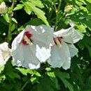 Hibiscus syriacus Red Heart