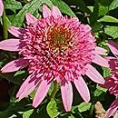Echinacea Butterfly Kisses