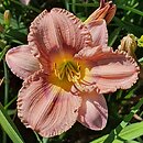 Hemerocallis ×hybrida Intermezzo Italiano