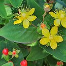 Hypericum ×inodorum Magical Red Flame