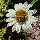 Echinacea purpurea Pow Wow White