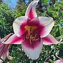 Lilium Friso