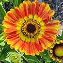 Helenium autumnale (dzielżan jesienny)