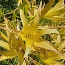 Hemerocallis fulva var. aurantiaca