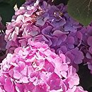 Hydrangea macrophylla Magical Revolution